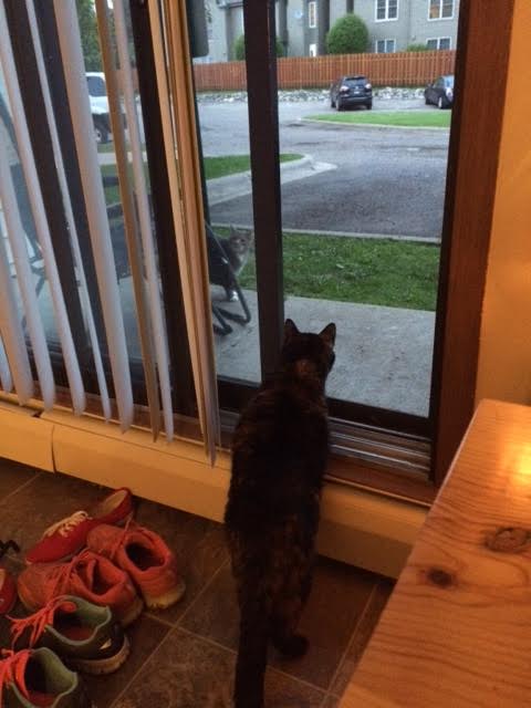 kitty staring at flubs