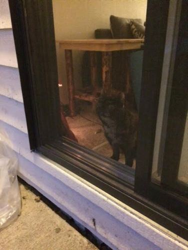 Kitty waiting for Flub