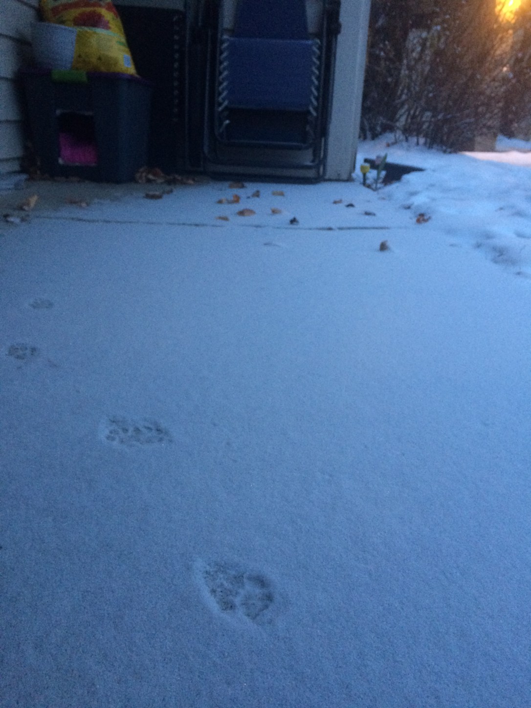 cat prints near cat house